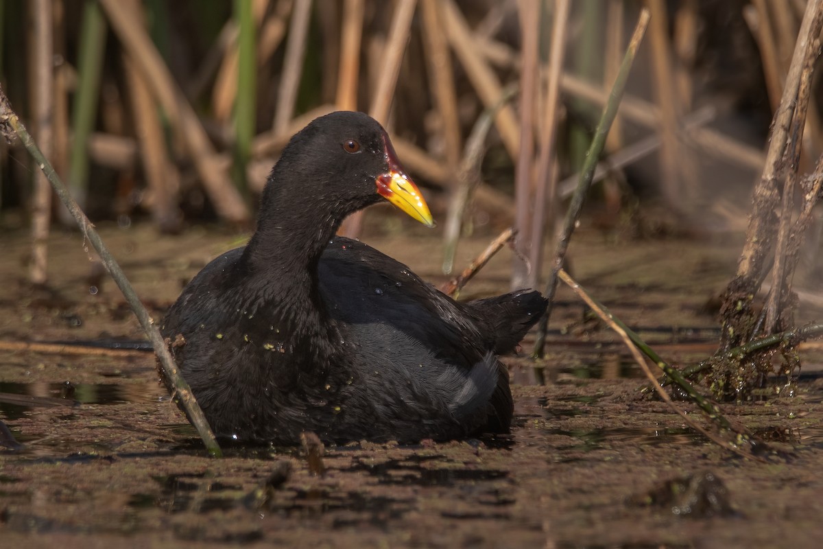 Red-fronted Coot - ML334582411