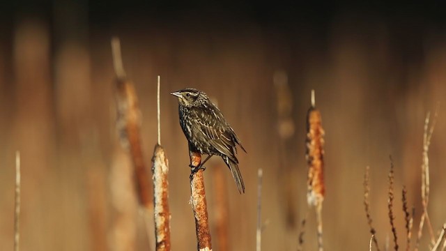 Red-winged Blackbird (Red-winged) - ML334587731