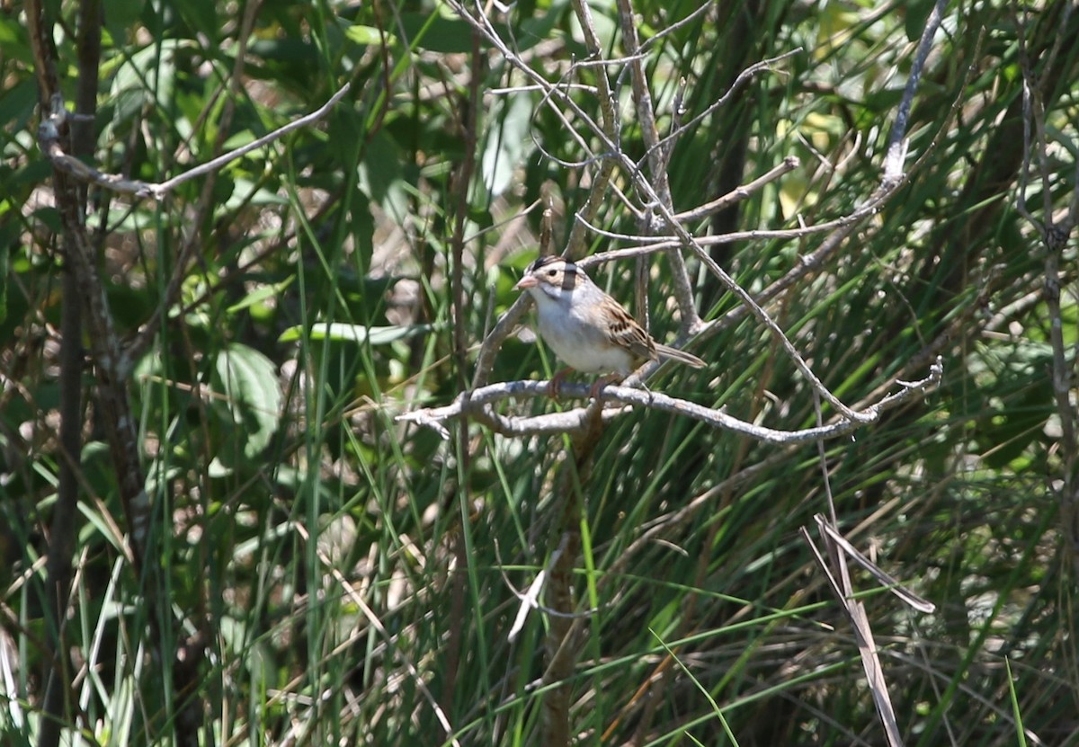 Clay-colored Sparrow - ML334587761