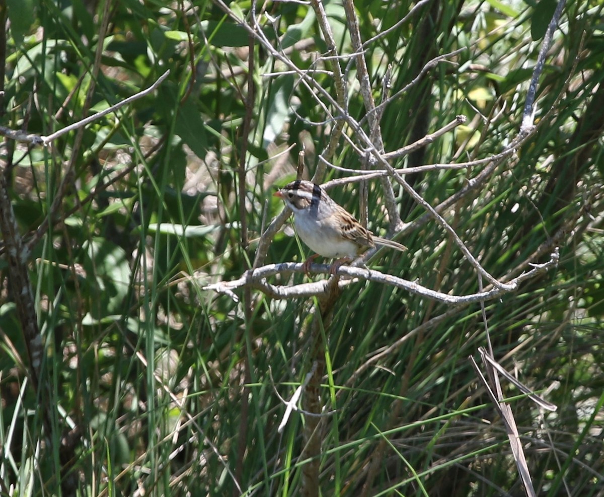 Clay-colored Sparrow - ML334587781