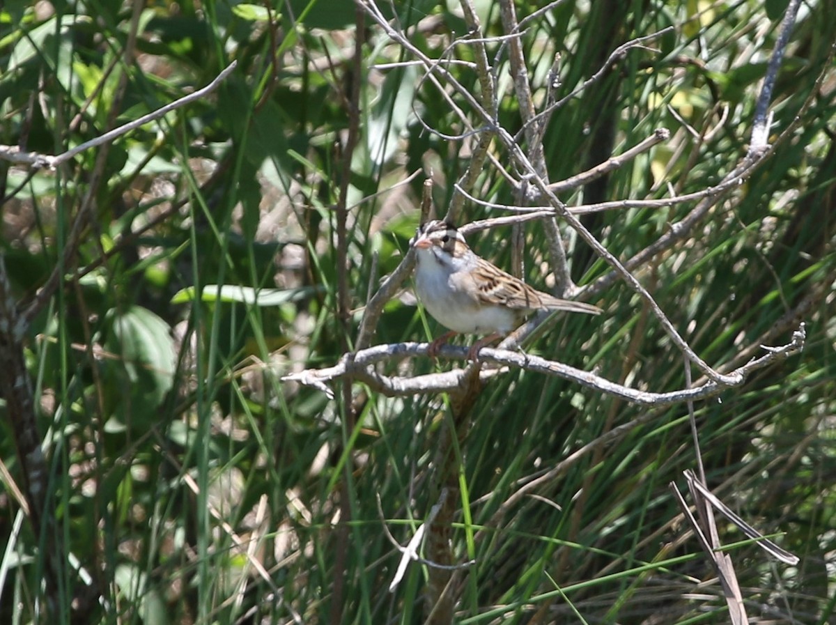 Clay-colored Sparrow - ML334587791