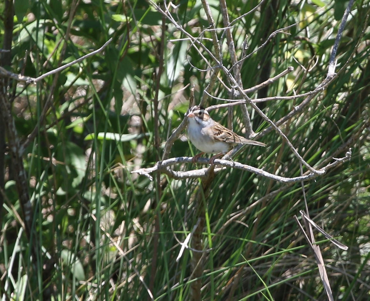 Clay-colored Sparrow - ML334587801