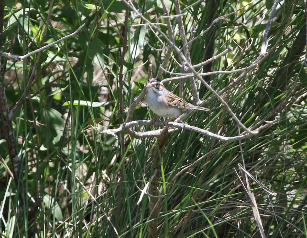 Clay-colored Sparrow - ML334587811