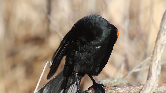 Red-winged Blackbird (Red-winged) - ML334587841