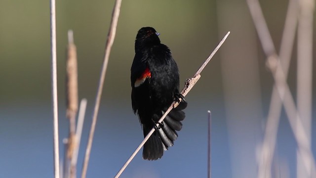 Red-winged Blackbird (Red-winged) - ML334587981