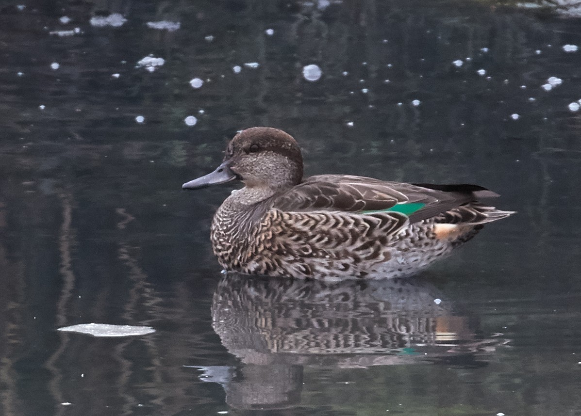 Green-winged Teal - ML33459031