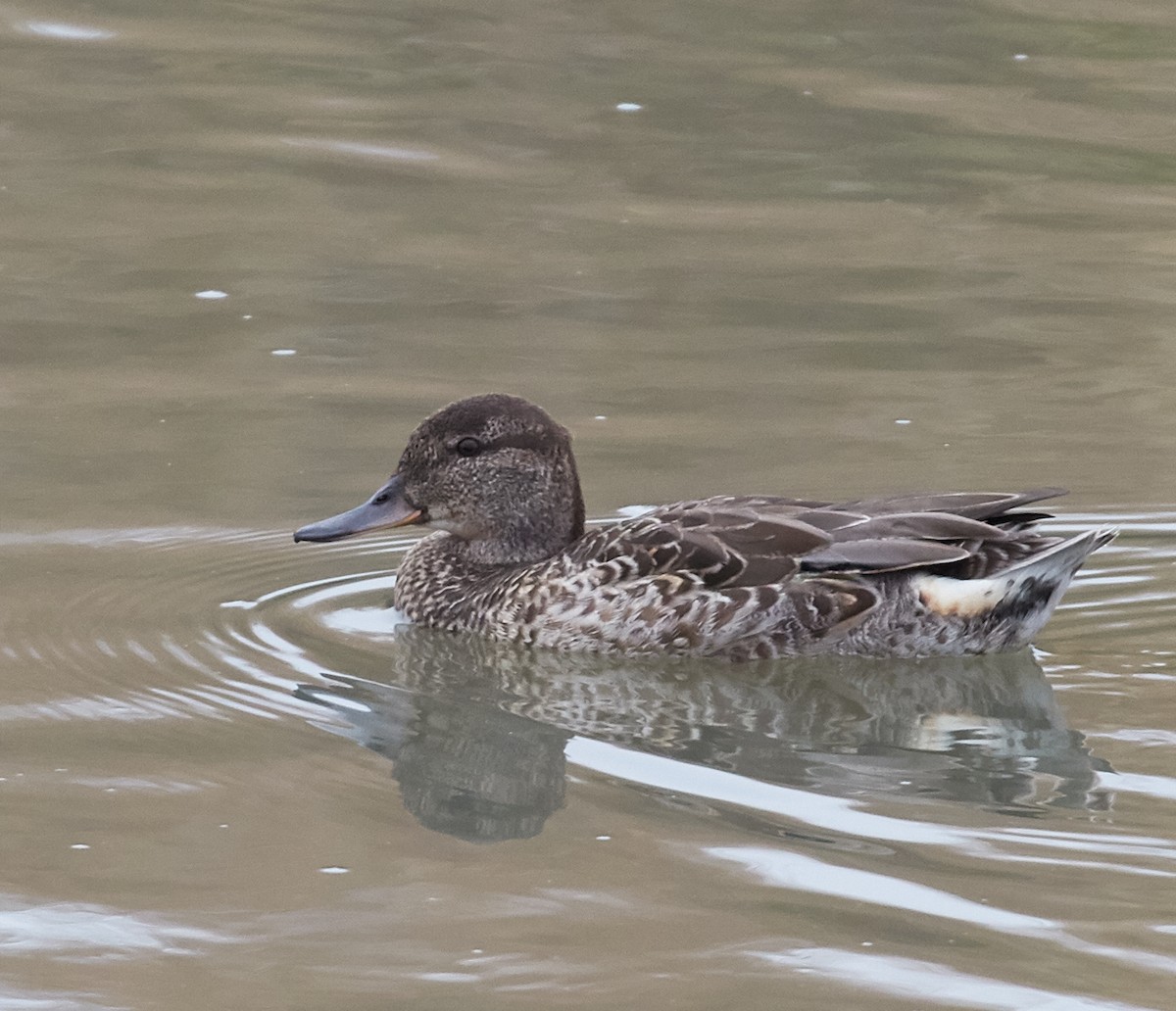 Green-winged Teal - ML33459041