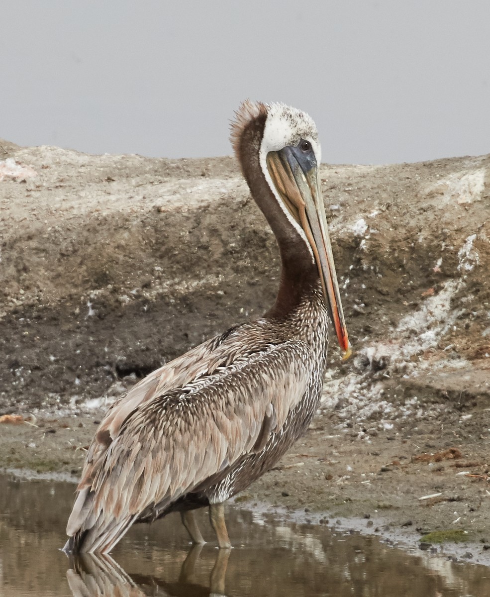 pelikán hnědý - ML33459251