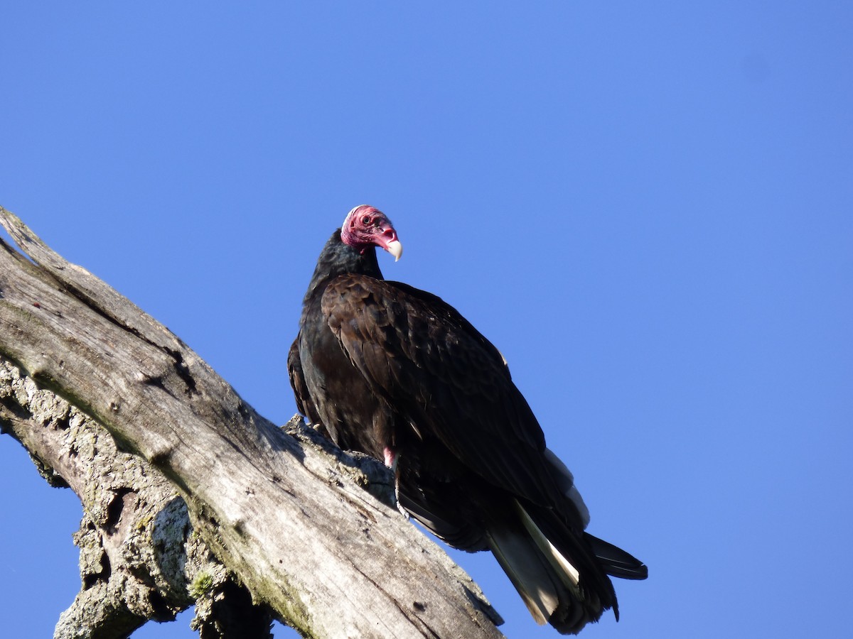 Turkey Vulture - ML334593261