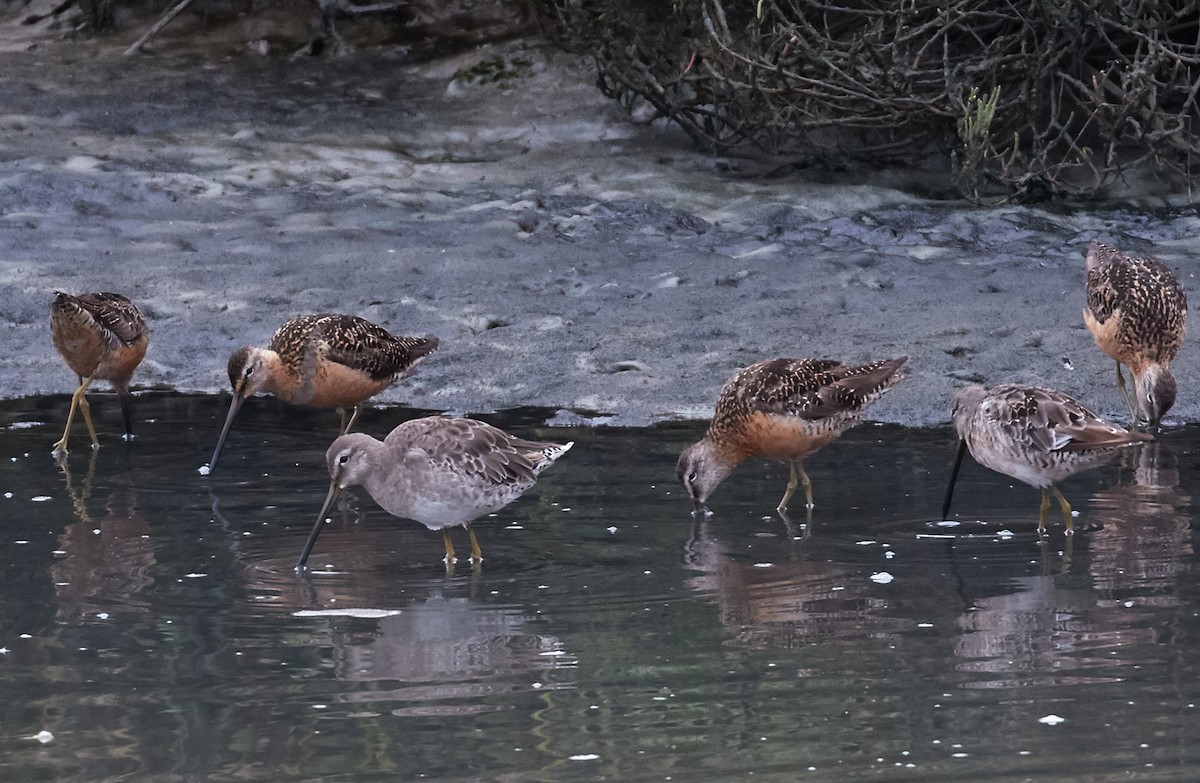 Long-billed Dowitcher - ML33459461