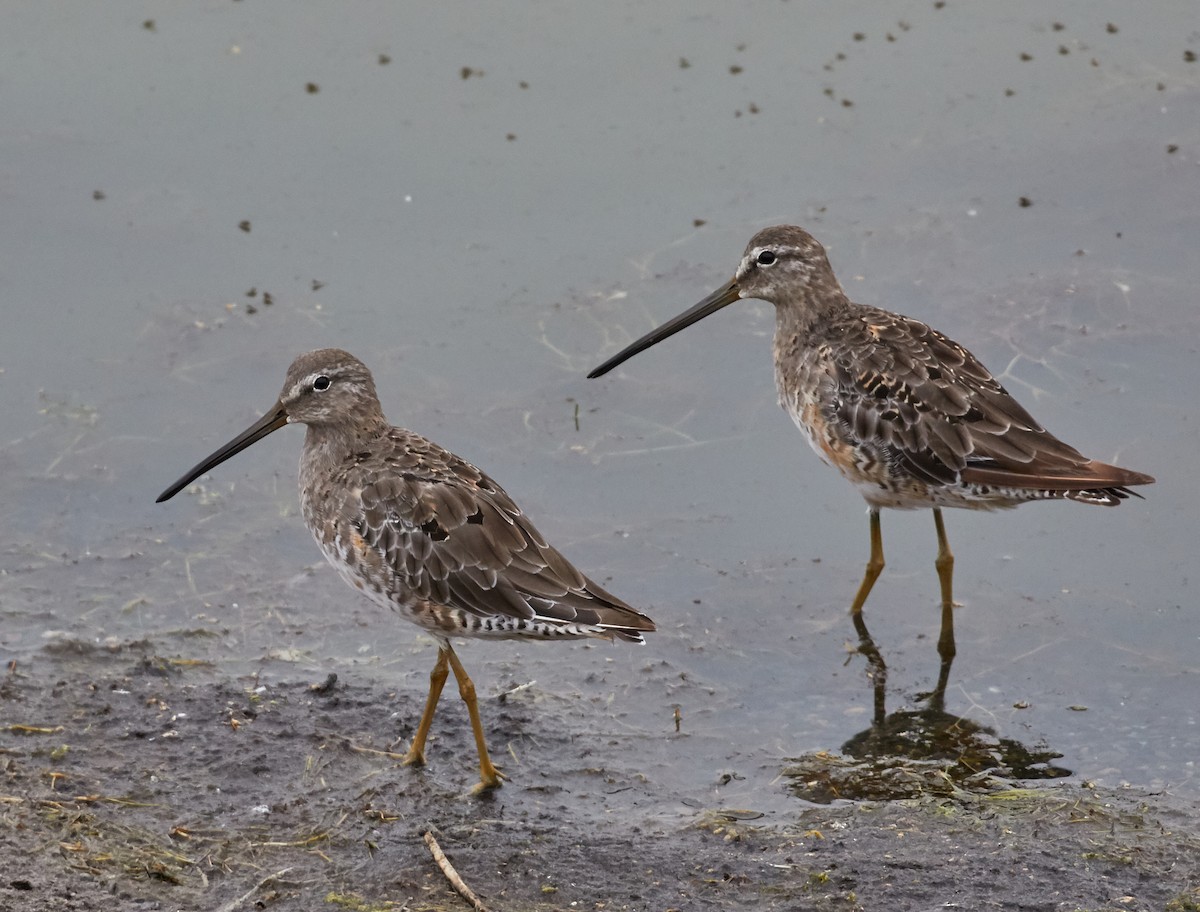 Long-billed Dowitcher - ML33459491