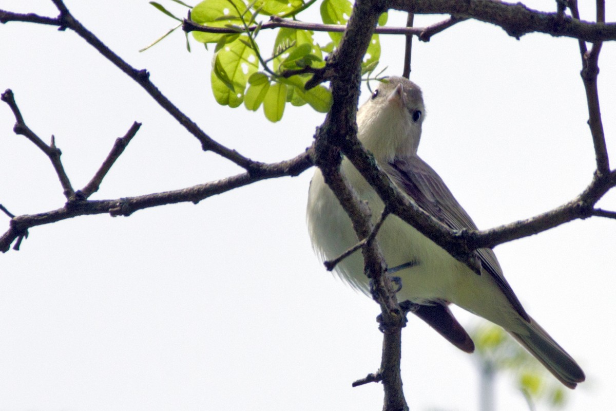 Warbling Vireo - Rob Dickerson