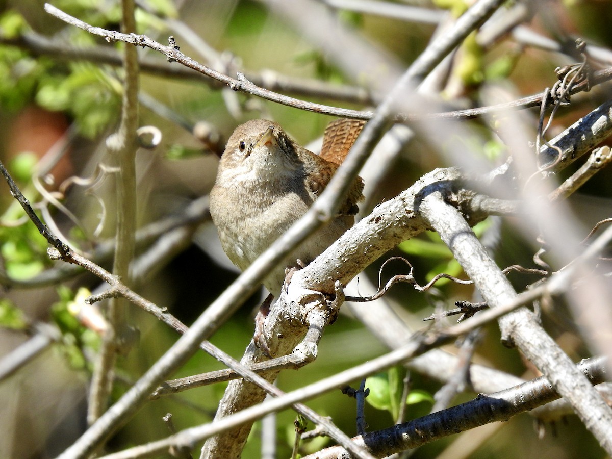 House Wren - Laurie  Keefe