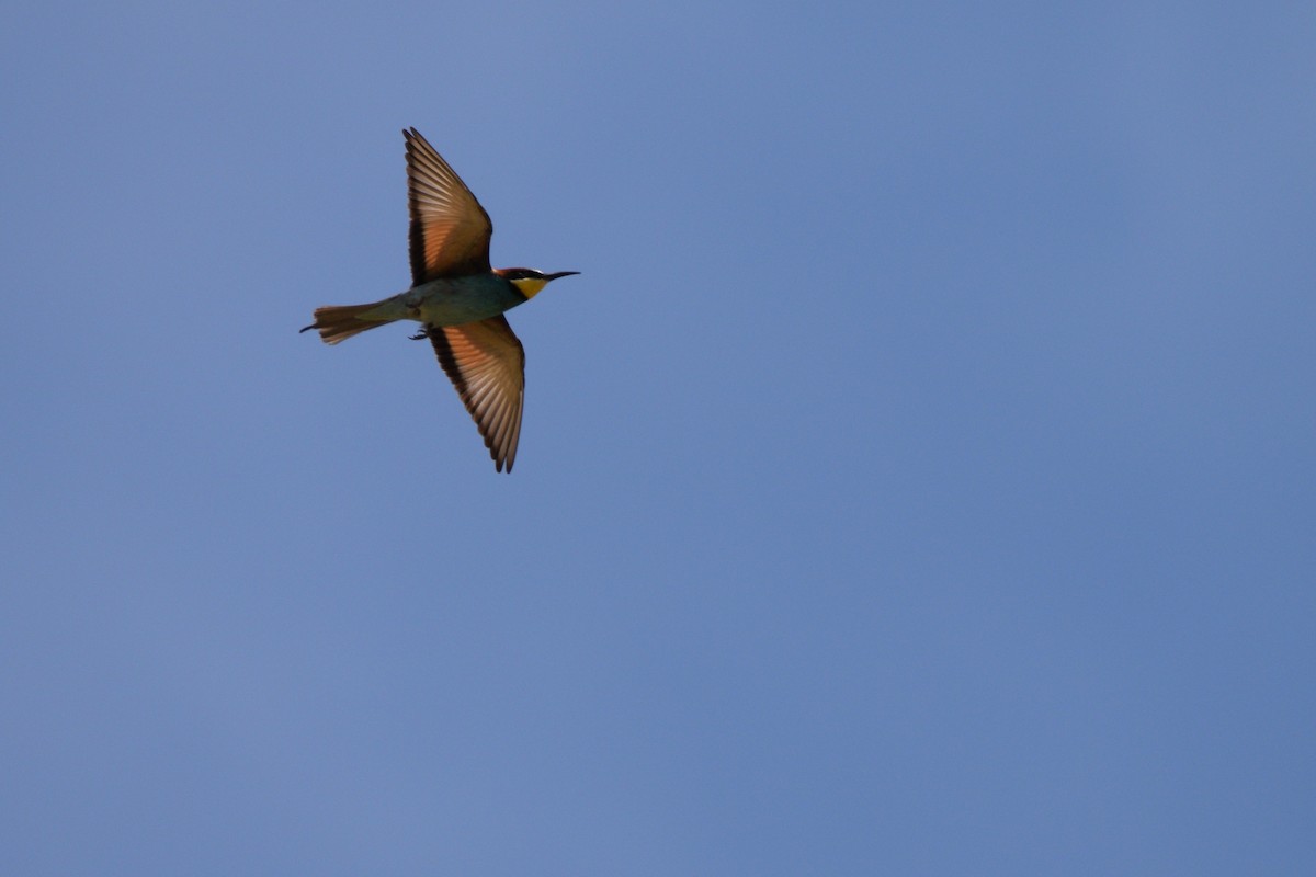 European Bee-eater - ML334597171