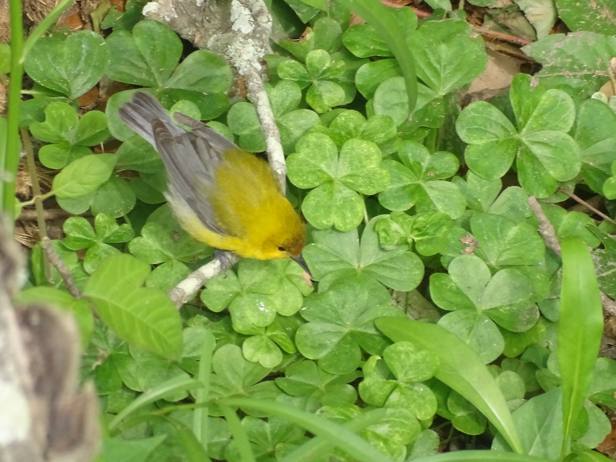 Prothonotary Warbler - ML334599901