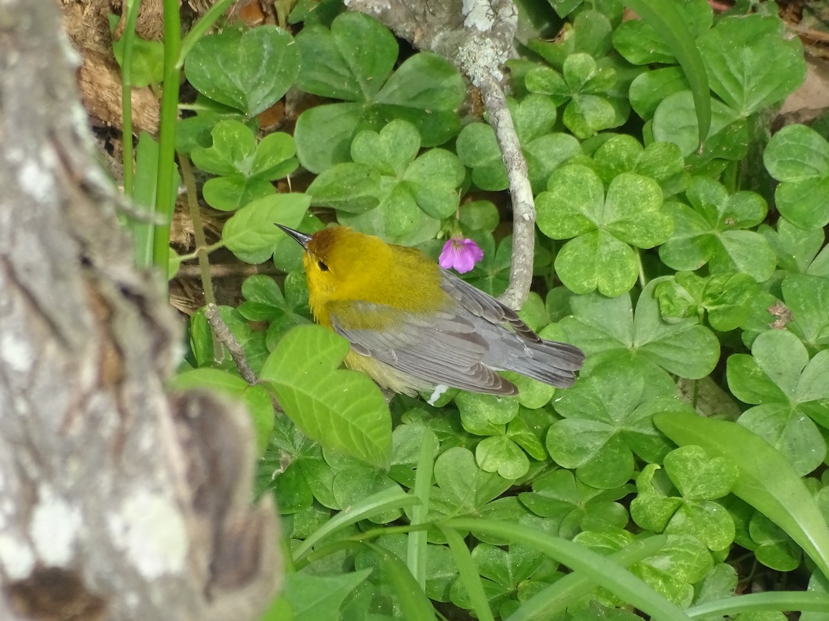 Prothonotary Warbler - ML334600011