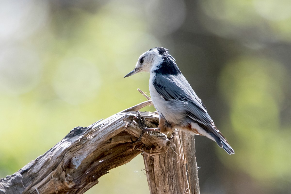 White-breasted Nuthatch (Eastern) - Sue Barth