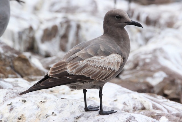 Formative or First Alternate Gray Gull - Gray Gull - 