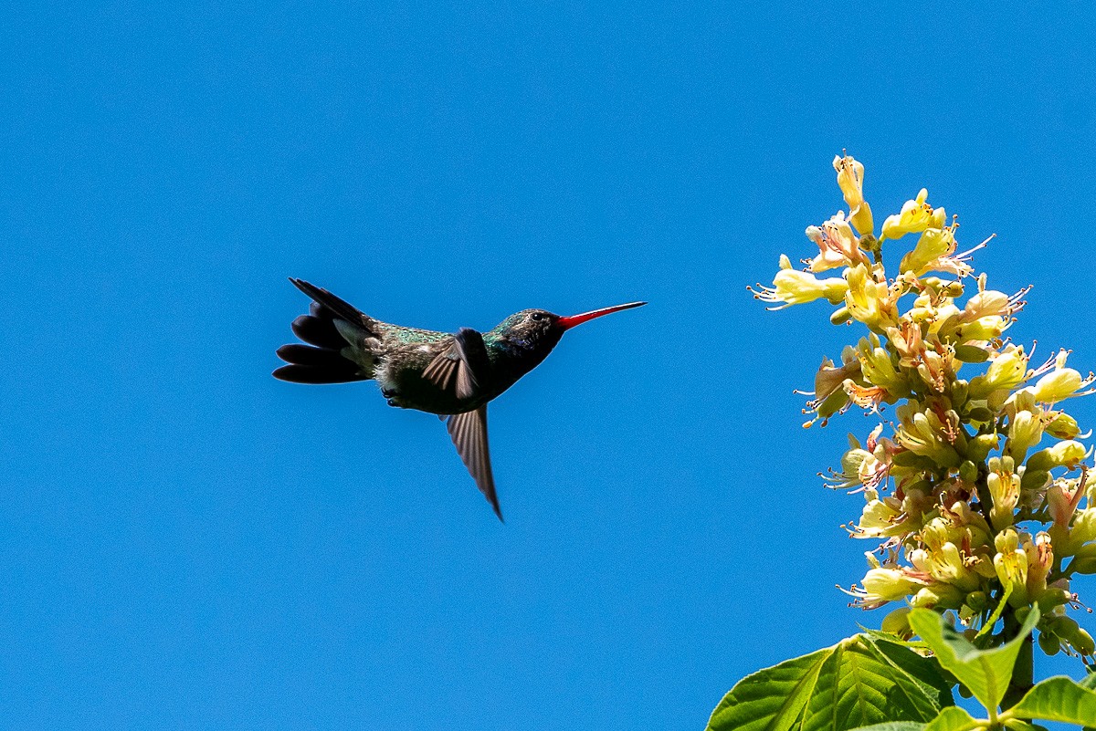 Broad-billed Hummingbird - Maura Carlisle