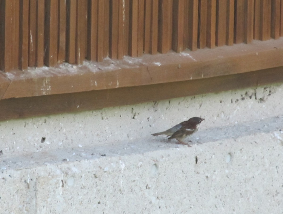House Sparrow - ML33461301