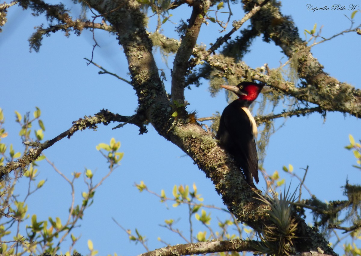 Cream-backed Woodpecker - ML334616791