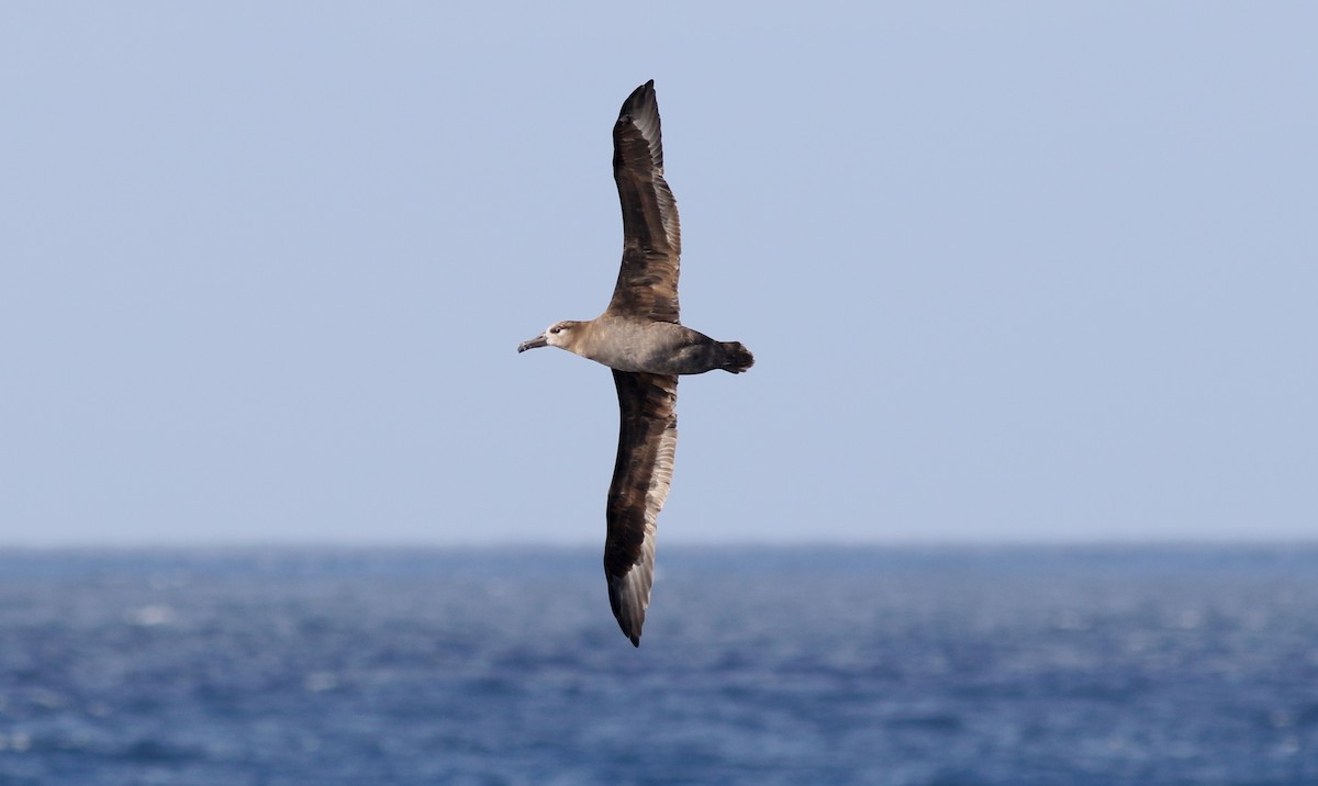 Black-footed Albatross - Robert McNab