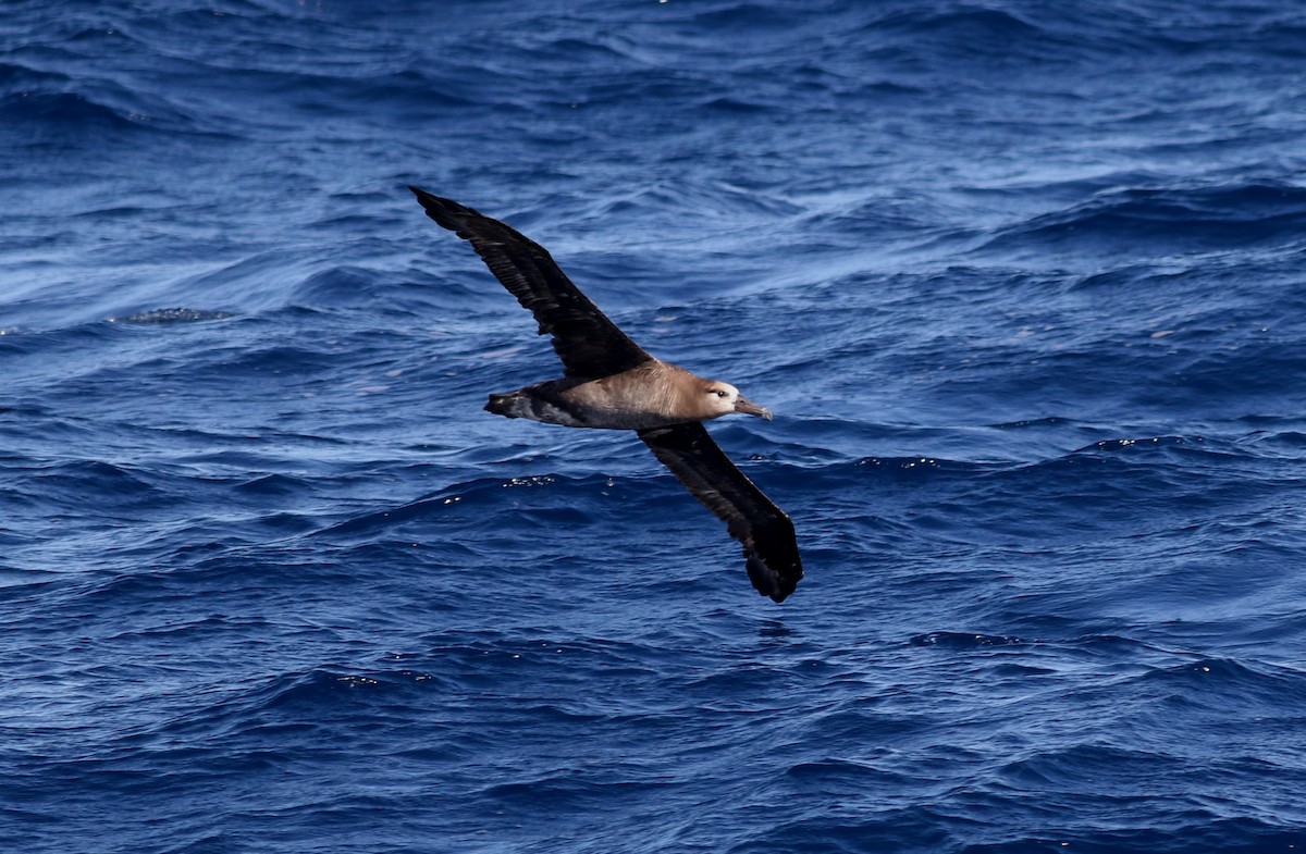 Black-footed Albatross - ML33461731