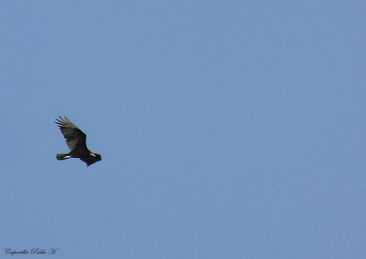 Lesser Yellow-headed Vulture - ML334617351