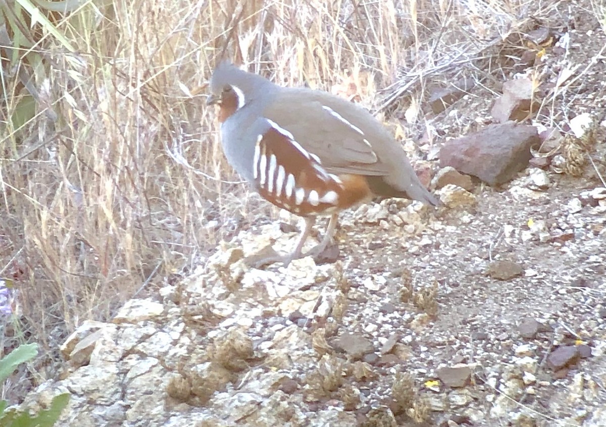eBird Checklist - 6 May 2021 - Angeles NF--Bear Divide - 63 species (+4 ...