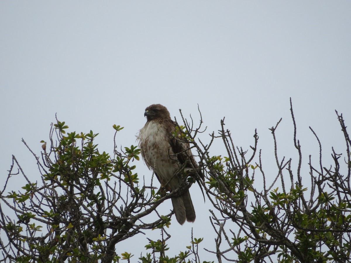 Red-tailed Hawk - ML334626031