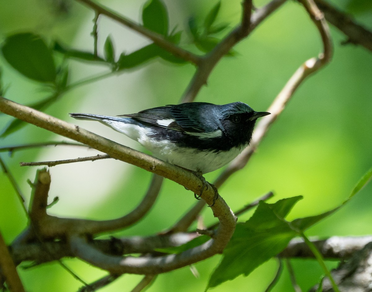Black-throated Blue Warbler - Mary Catherine Miguez