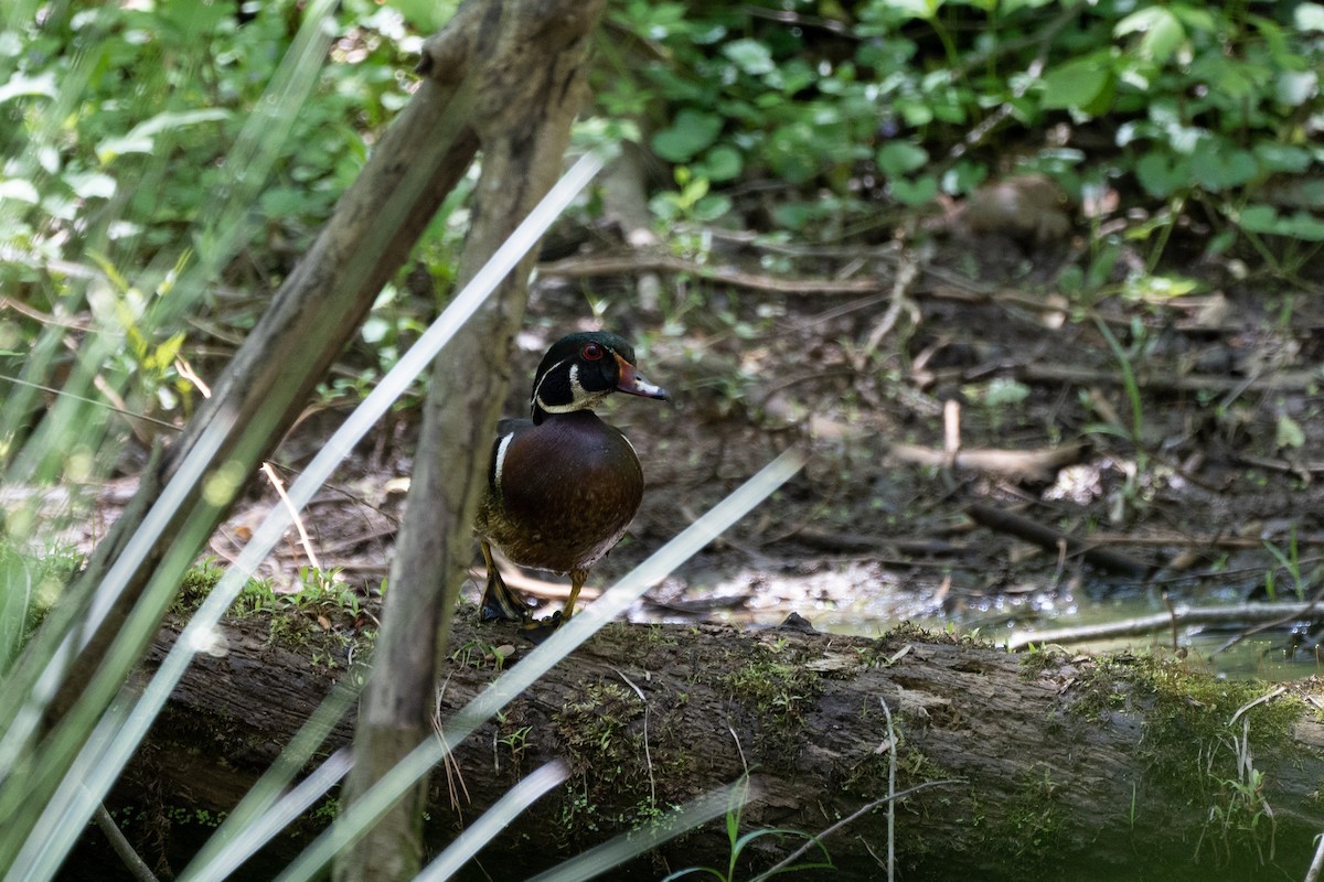 Wood Duck - Mary Catherine Miguez