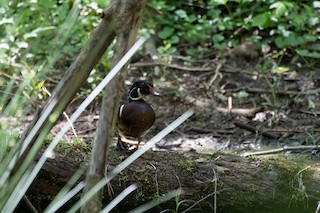 Wood Duck, ML334634651