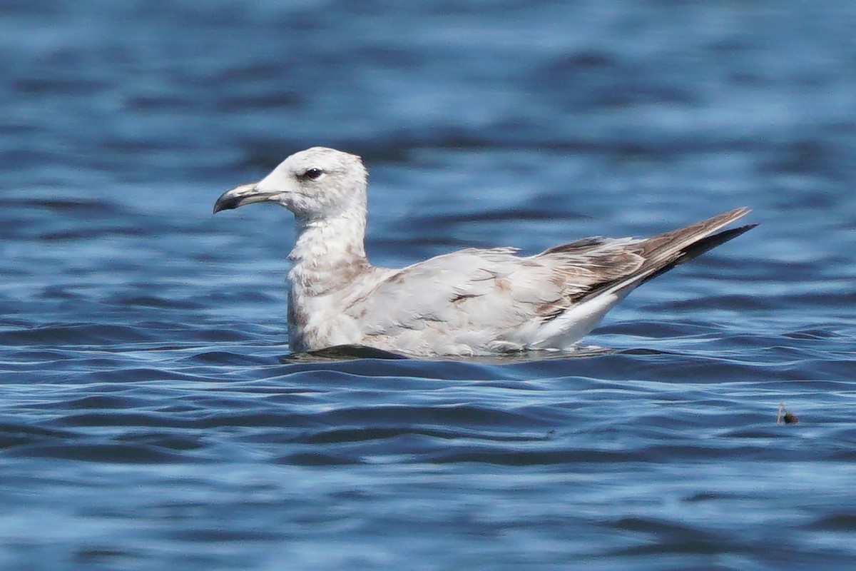 Audouin's Gull - Miguel Rouco