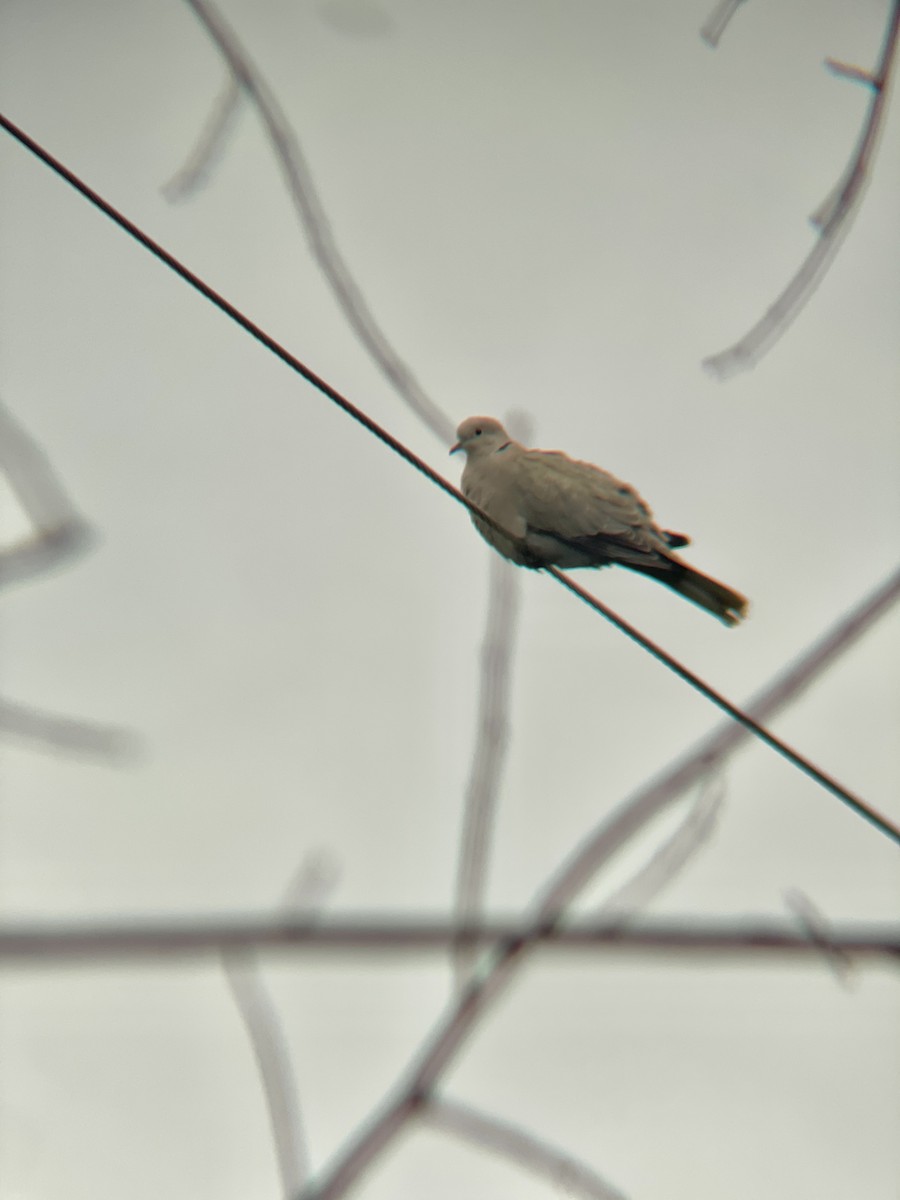 Eurasian Collared-Dove - ML334643331