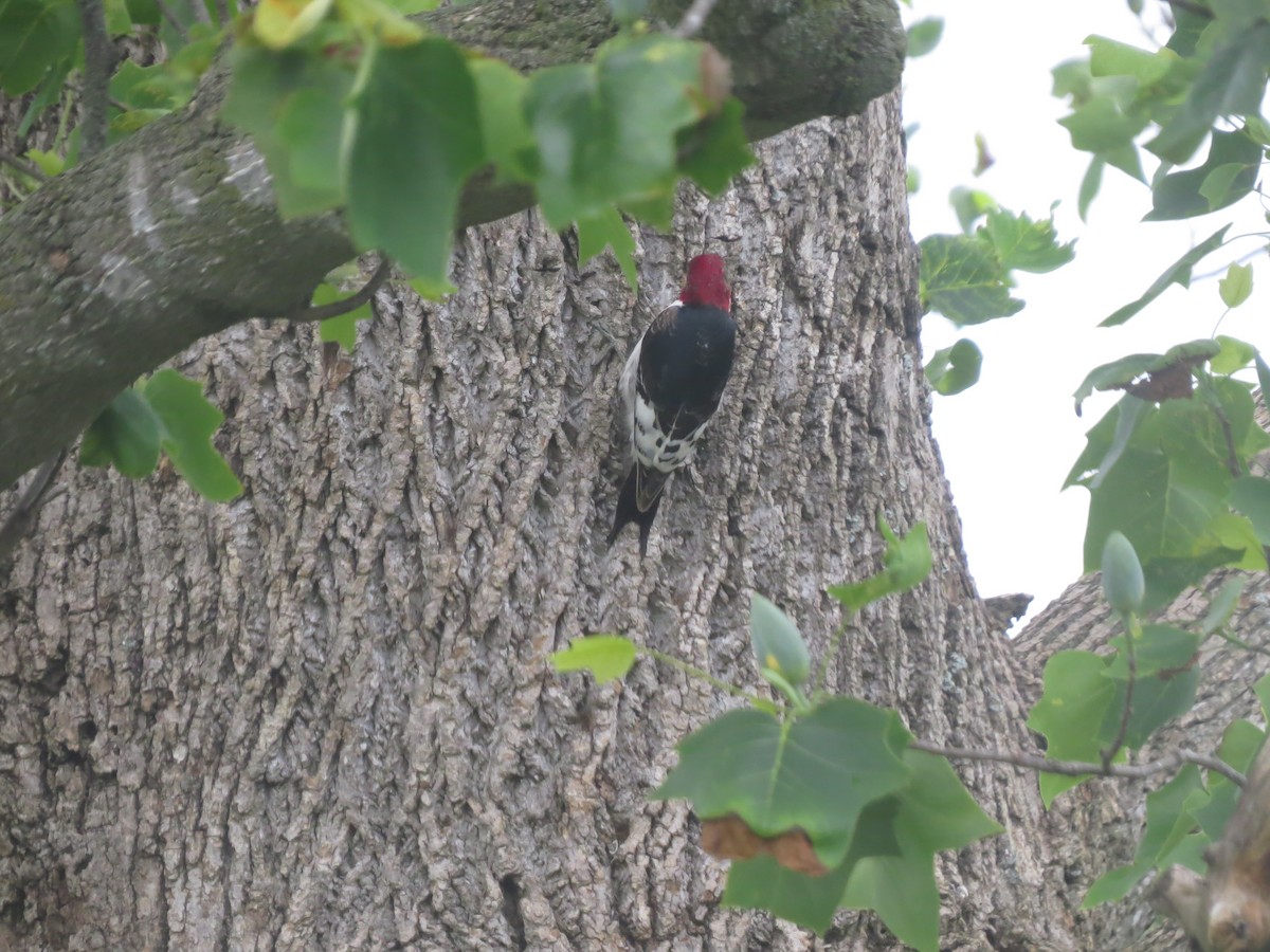 Red-headed Woodpecker - Michael S Taylor