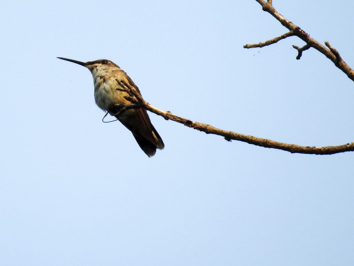 Ruby-throated Hummingbird - ML33465081