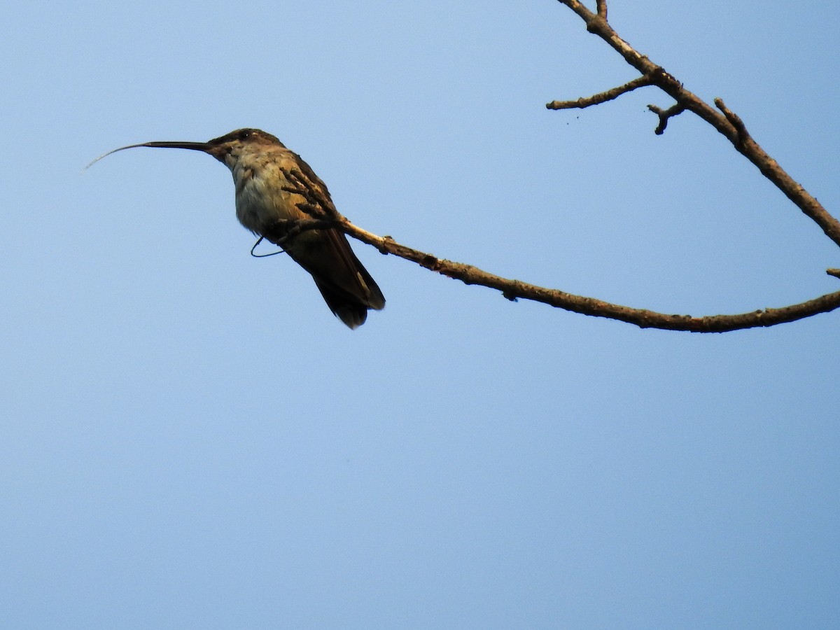 Ruby-throated Hummingbird - ML33465091