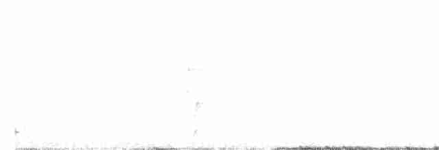 Дрізд-короткодзьоб Cвенсона - ML334651001