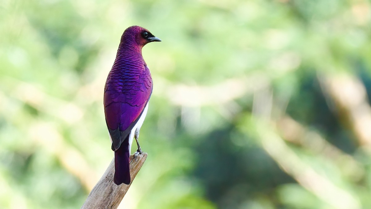 Violet-backed Starling - ML334651251