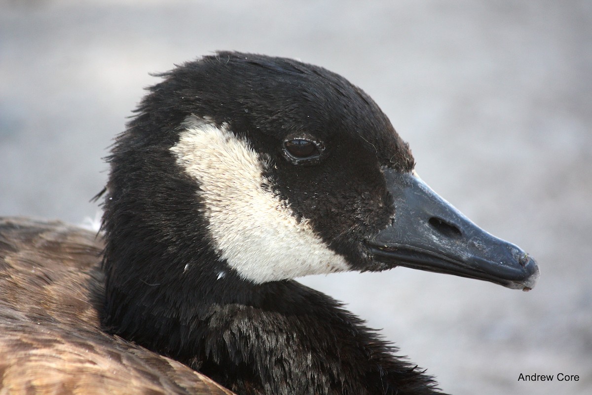 Canada Goose (canadensis Group) - ML33465611