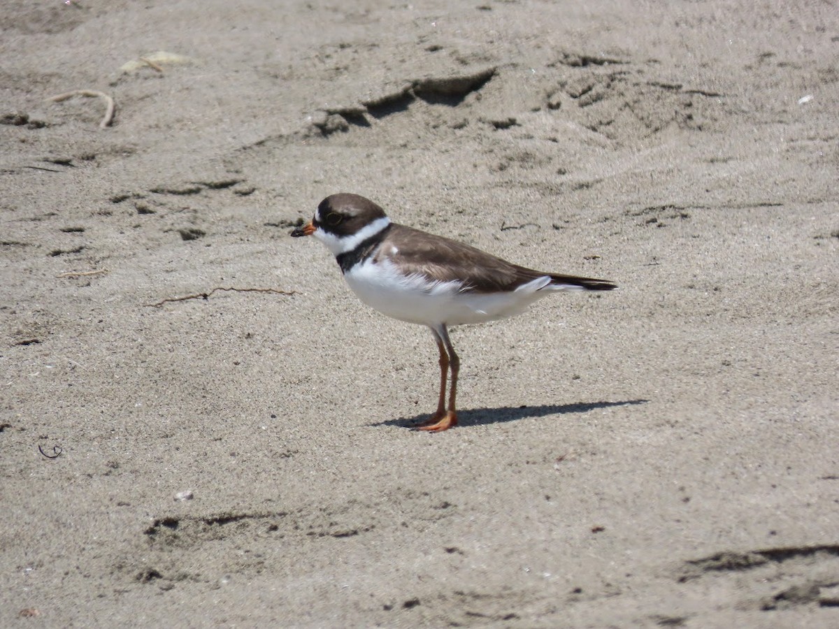 Semipalmated Plover - Long-eared Owl