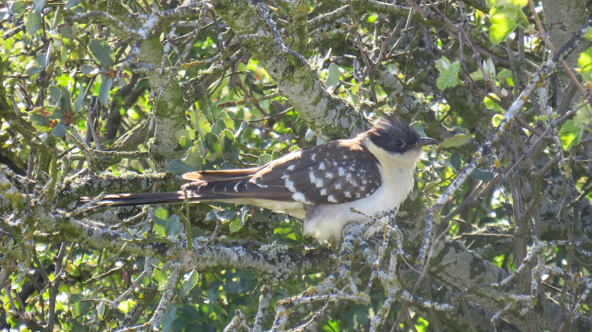 Great Spotted Cuckoo - ML334658121