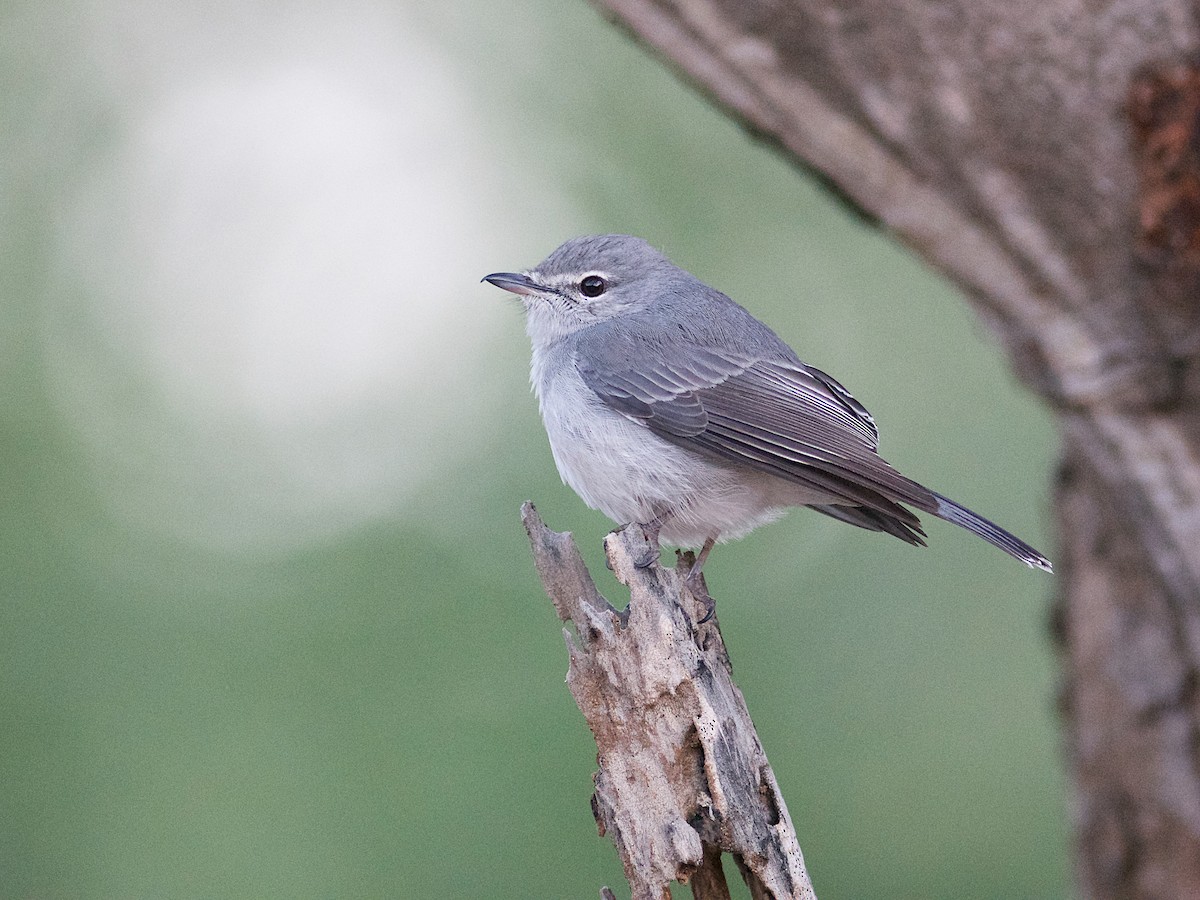 Ashy Flycatcher - Fraseria caerulescens - Birds of the World