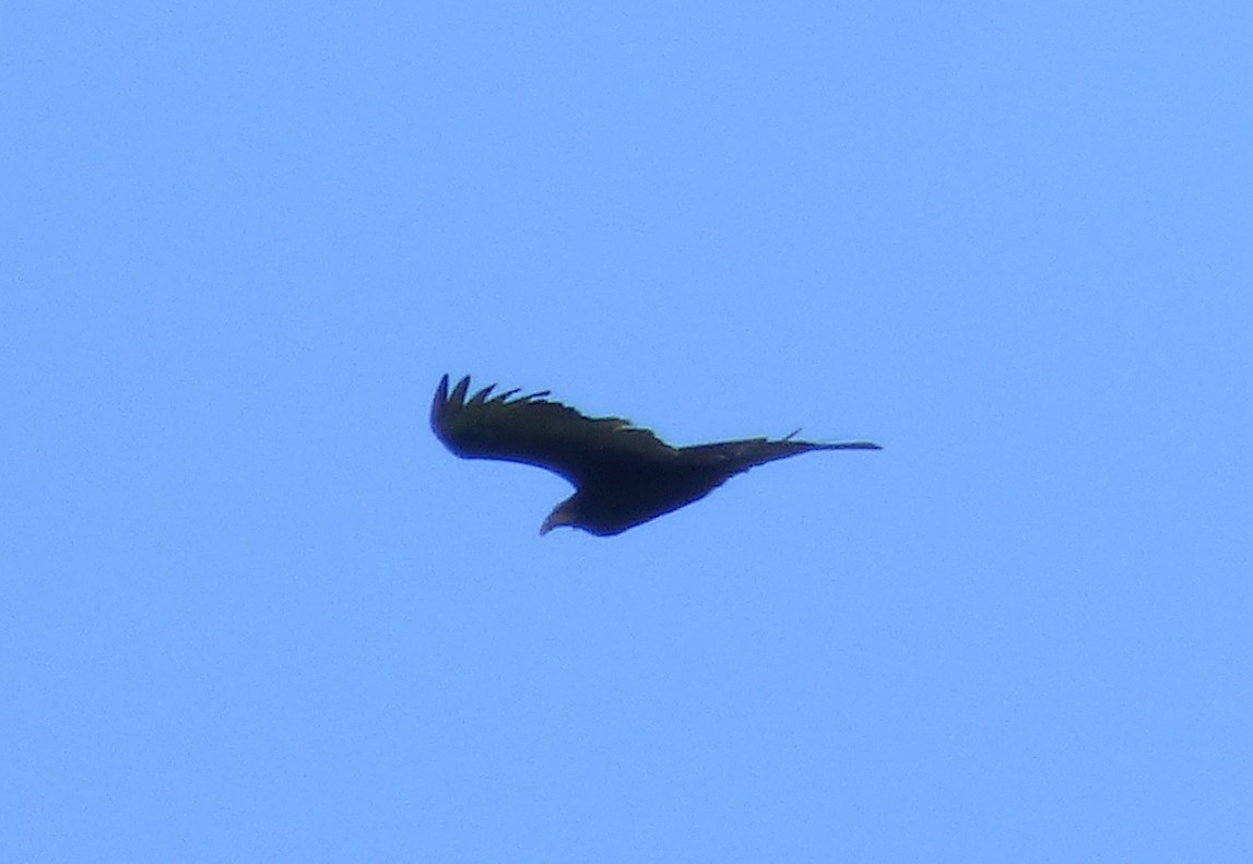 Lesser Yellow-headed Vulture - ML334664381