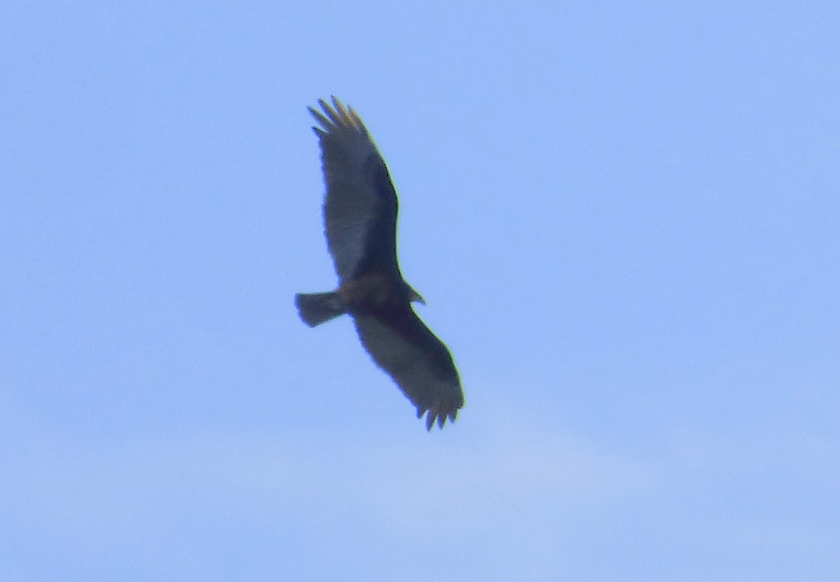 Lesser Yellow-headed Vulture - ML334664401