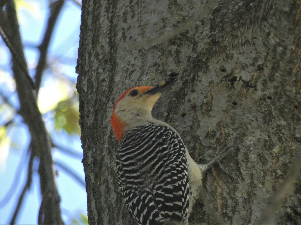 Red-bellied Woodpecker - ML334666801