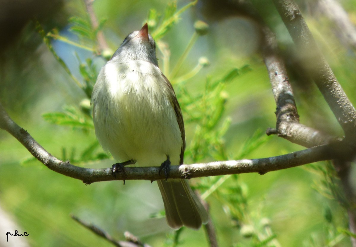 Southern Mouse-colored Tyrannulet - ML334667391