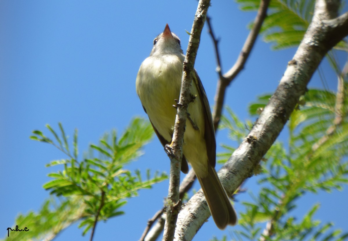 Southern Mouse-colored Tyrannulet - ML334667431
