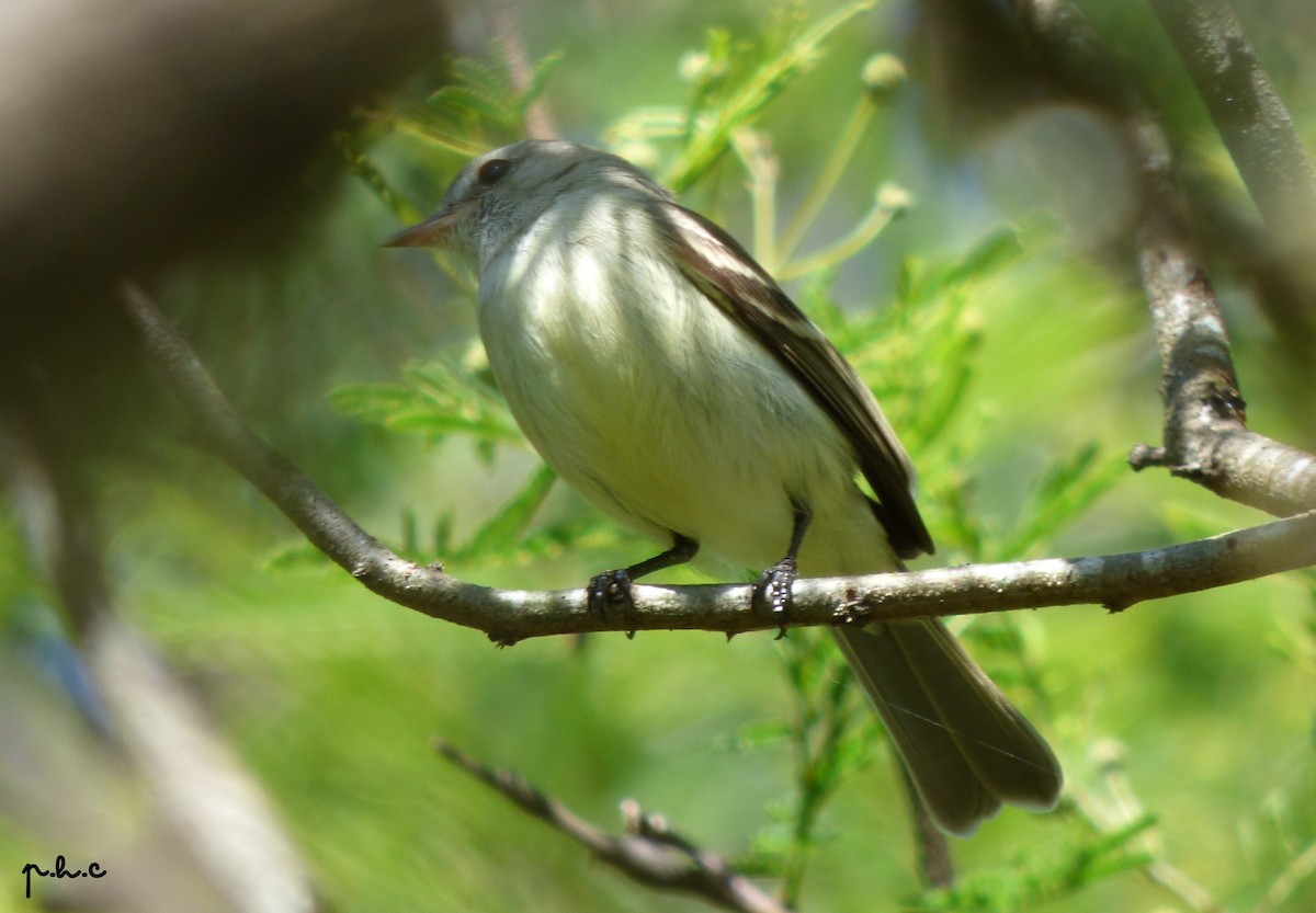 Southern Mouse-colored Tyrannulet - ML334667461